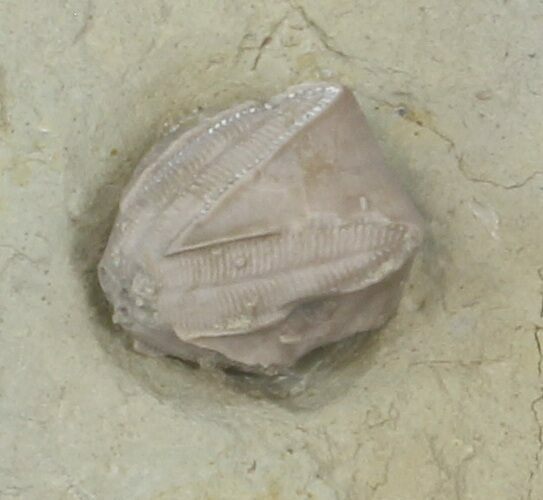 Blastoid (Pentremites) Fossil - Illinois #42816